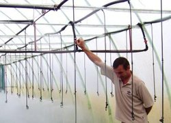 Дрібнодисперсне зволоження зелених живців у розсаднику Кшевінських